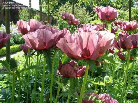 Poppy, Oriental - PAPAVER orientale Pattys Plum