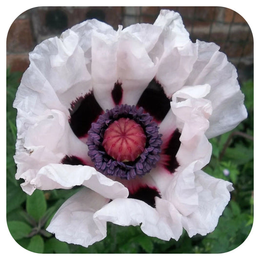 Poppy, Oriental - PAPAVER orientale Royal Wedding
