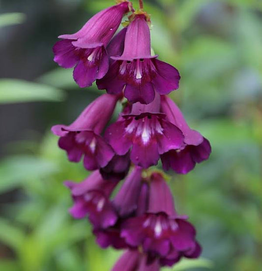 Beardtongues - PENSTEMON 'Raven'