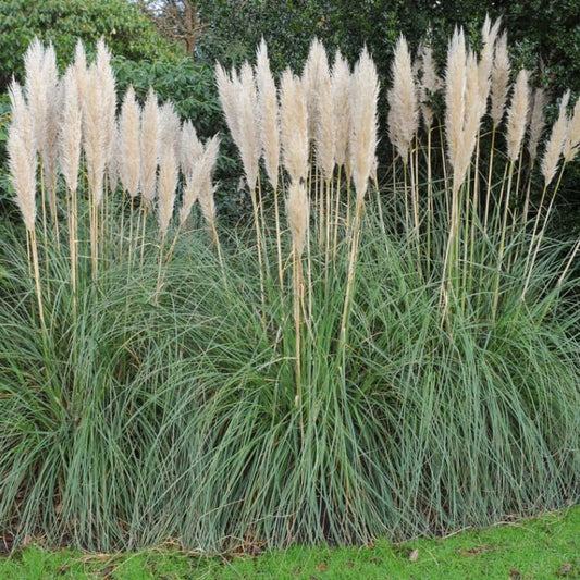 Pampas Grass Cortaderia selloana White Plume
