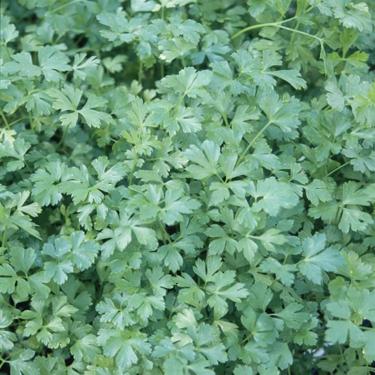 Parsley 'French'  - (Petroselinum crispum 'French') (comm. Flat Leaved Parsley)