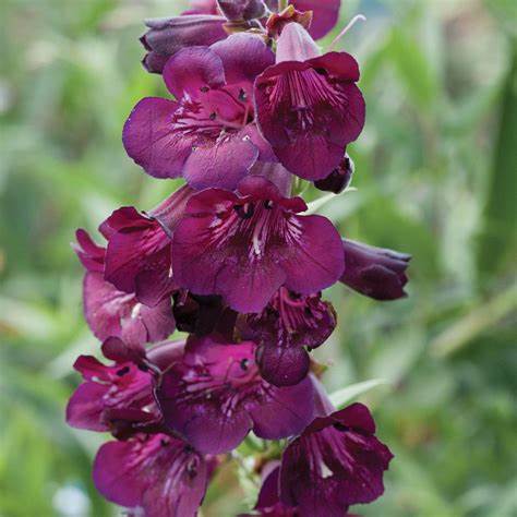 Beardtongues - PENSTEMON 'Blackberry'