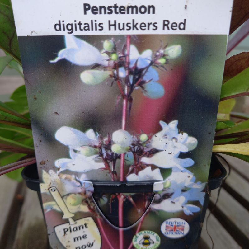 Beardtongues - PENSTEMON digitalis 'Huskers Red'