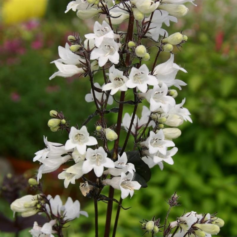 Beardtongues - PENSTEMON digitalis 'Huskers Red'