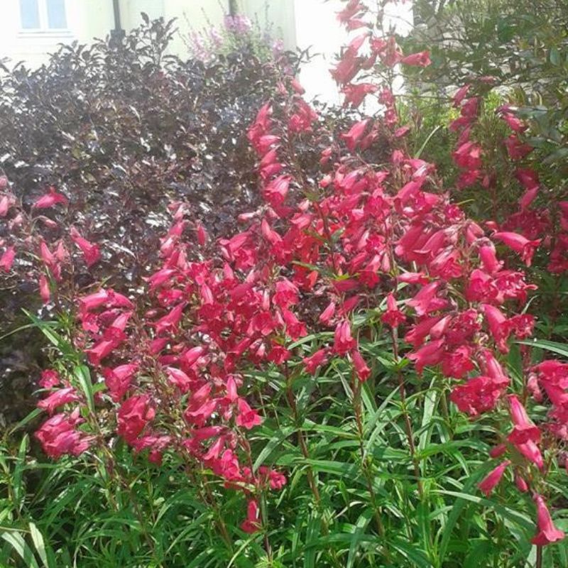 Beardtongues - PENSTEMON 'Garnet'