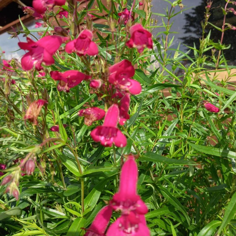 Beardtongues - PENSTEMON 'Garnet'