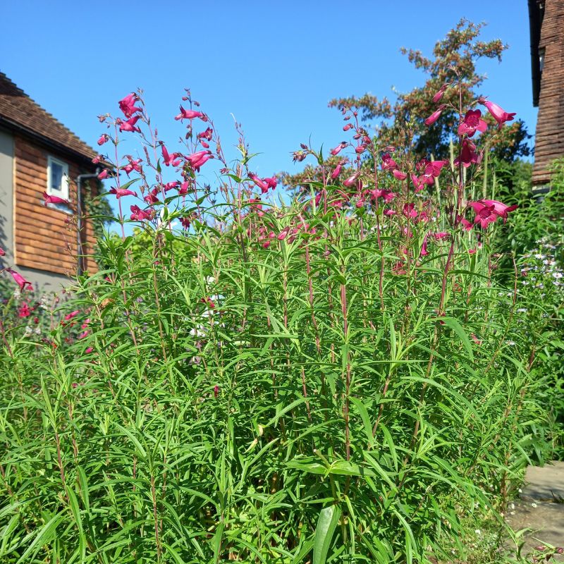 Beardtongues - PENSTEMON 'Garnet'