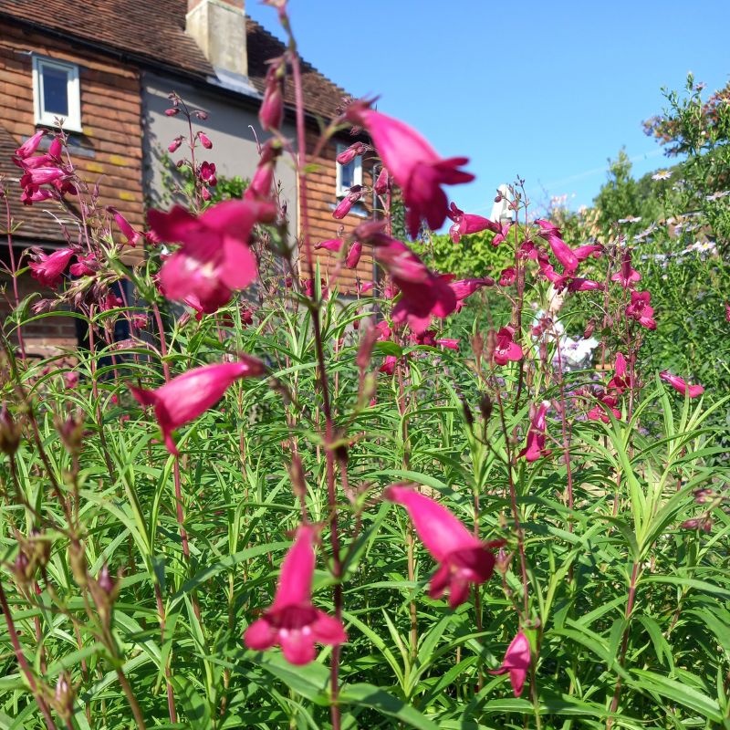 Beardtongues - PENSTEMON 'Garnet'