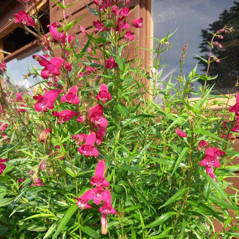 Beardtongues - PENSTEMON 'Garnet'