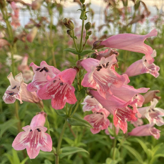 Beardtongues - PENSTEMON 'Hidcote Pink'