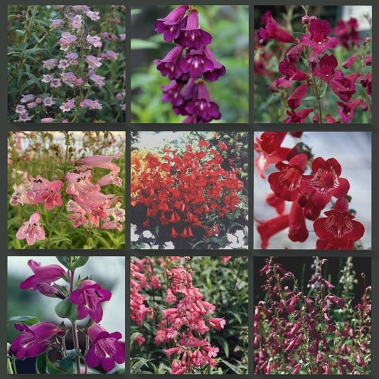 Beardtongues - PENSTEMON 'Mixed Varieties'