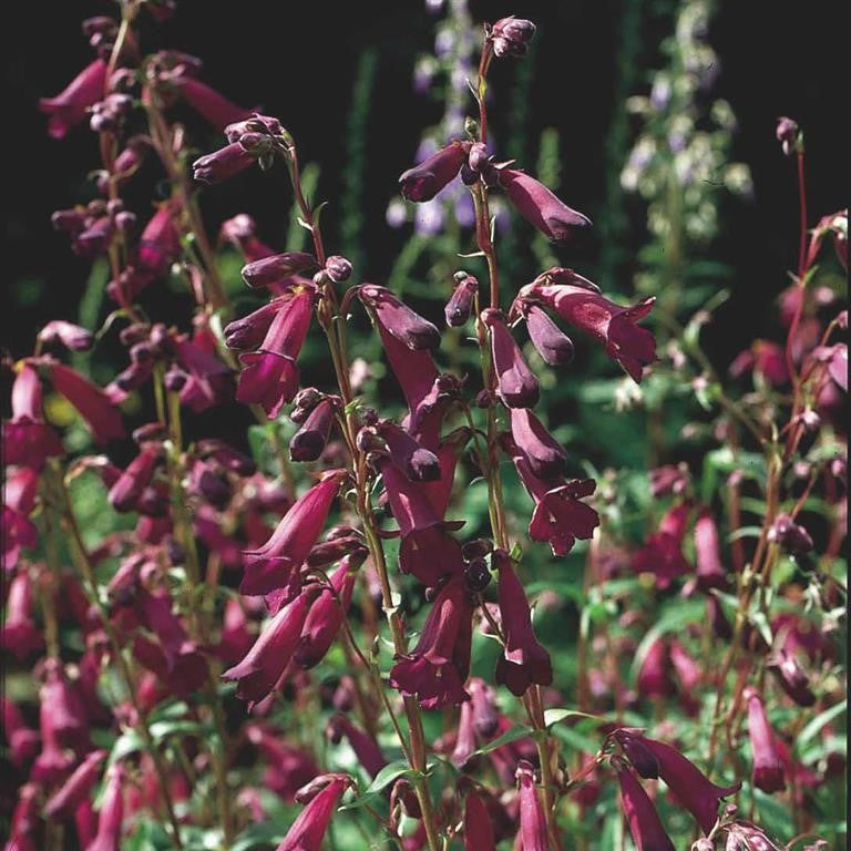 Beardtongues - PENSTEMON 'Blackbird'