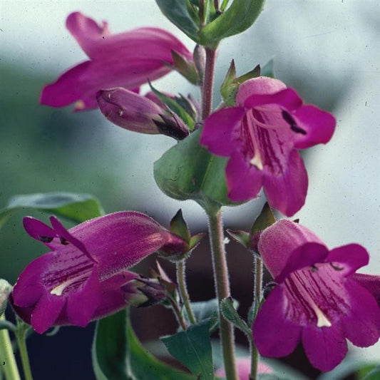 Beardtongues - PENSTEMON 'Burgundy'