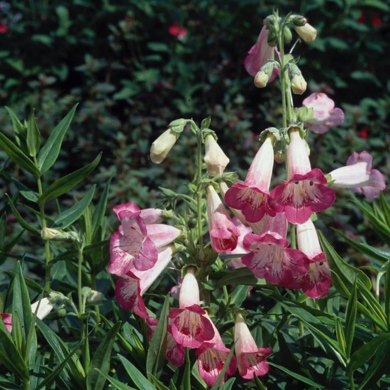 Beardtongues - PENSTEMON 'Flamingo'