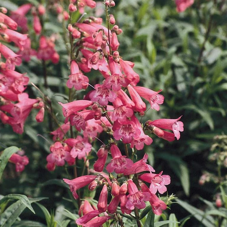 Beardtongues - PENSTEMON 'Hewell's Pink'