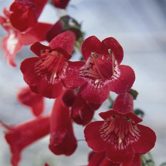 Beardtongues - PENSTEMON 'King George'