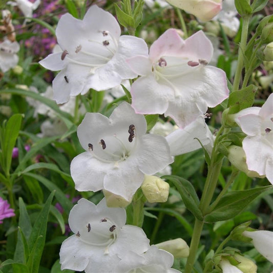 Penstemon 'Snowstorm'  - syn. P. 'White Bedder'