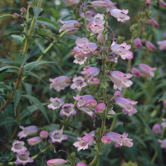 Beardtongues - PENSTEMON 'Sour Grapes'