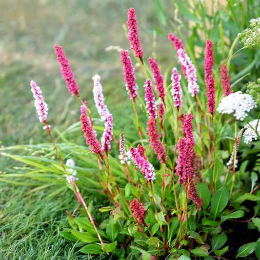Persicaria affinis Donald Lowndes