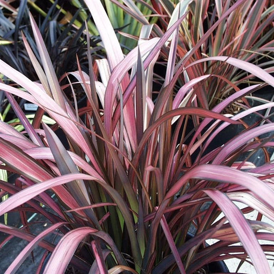 Phormium 'Flamingo' - New Zealand Flax