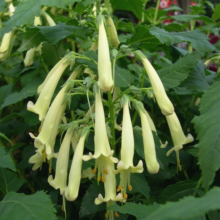 Phygelius Funfare 'Cream' (P)  - comm. Cape Figwort