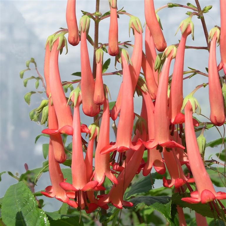 Phygelius Funfare 'Orange' (P)  - comm. Cape Figwort