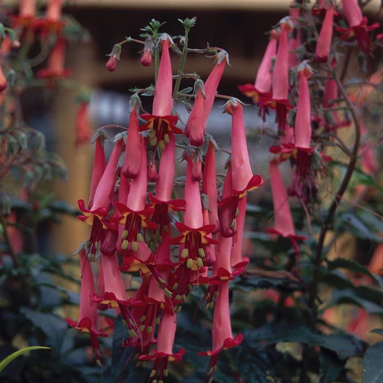 Phygelius x rectus 'Devil's Tears'  - comm. Cape Figwort