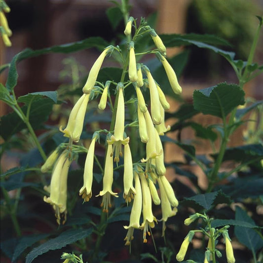 Phygelius x rectus 'Moonraker'  - comm. Cape Figwort