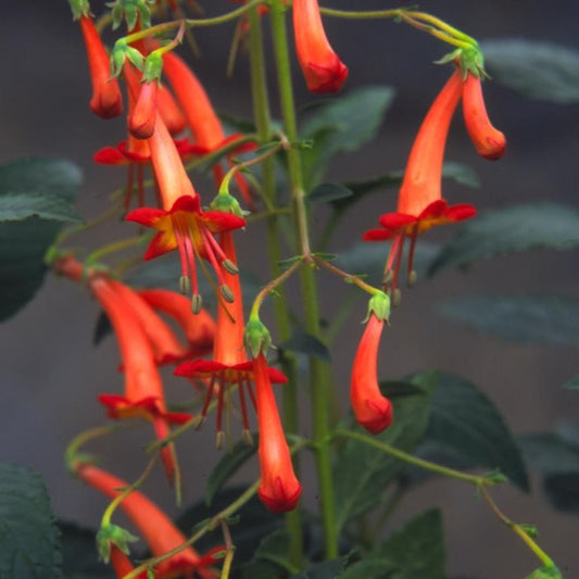 Phygelius x Rectus 'Salmon Leap' Cottage Garden Perennial