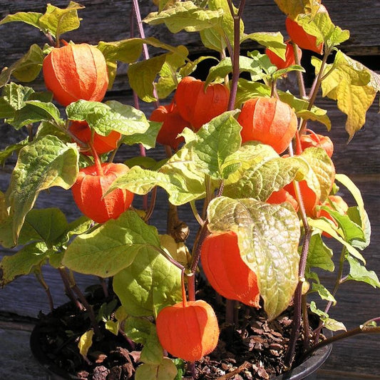 Physalis franchetii 'Gigantea' (Chinese Lanterns)