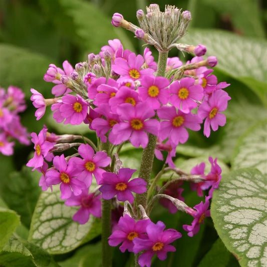 Primrose - Primula beesiana