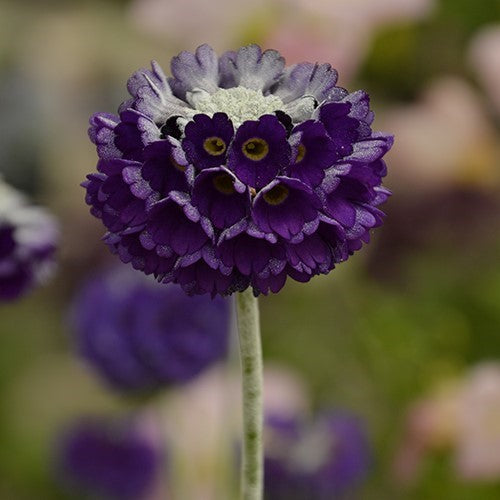 Primula capitata ssp.mooreana - Primrose