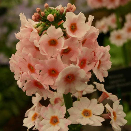 Primula japonica 'Apple Blossom' - Primrose