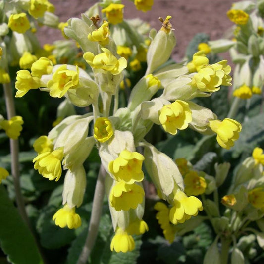 Primrose - Primula veris (Cowslip)  - comm. Cowslip