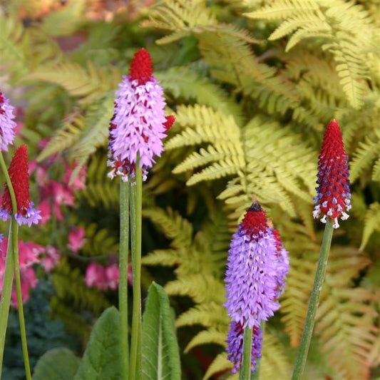 Primula vialii 'Red Hot Poker' - Primrose