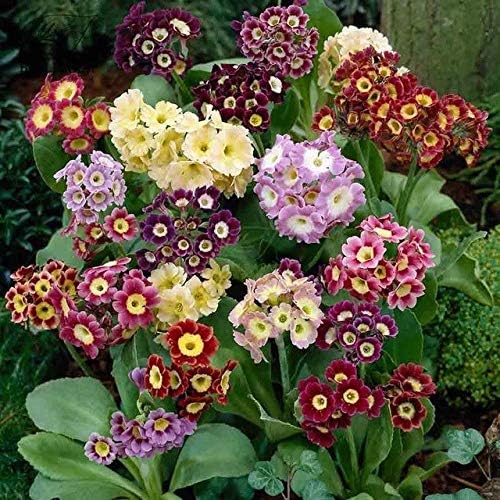 Primula x pubescens auricula - Primrose