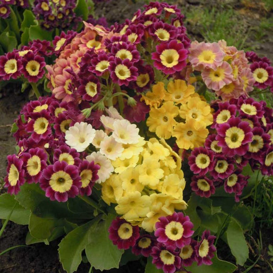 Primula x pubescens auricula - Primrose