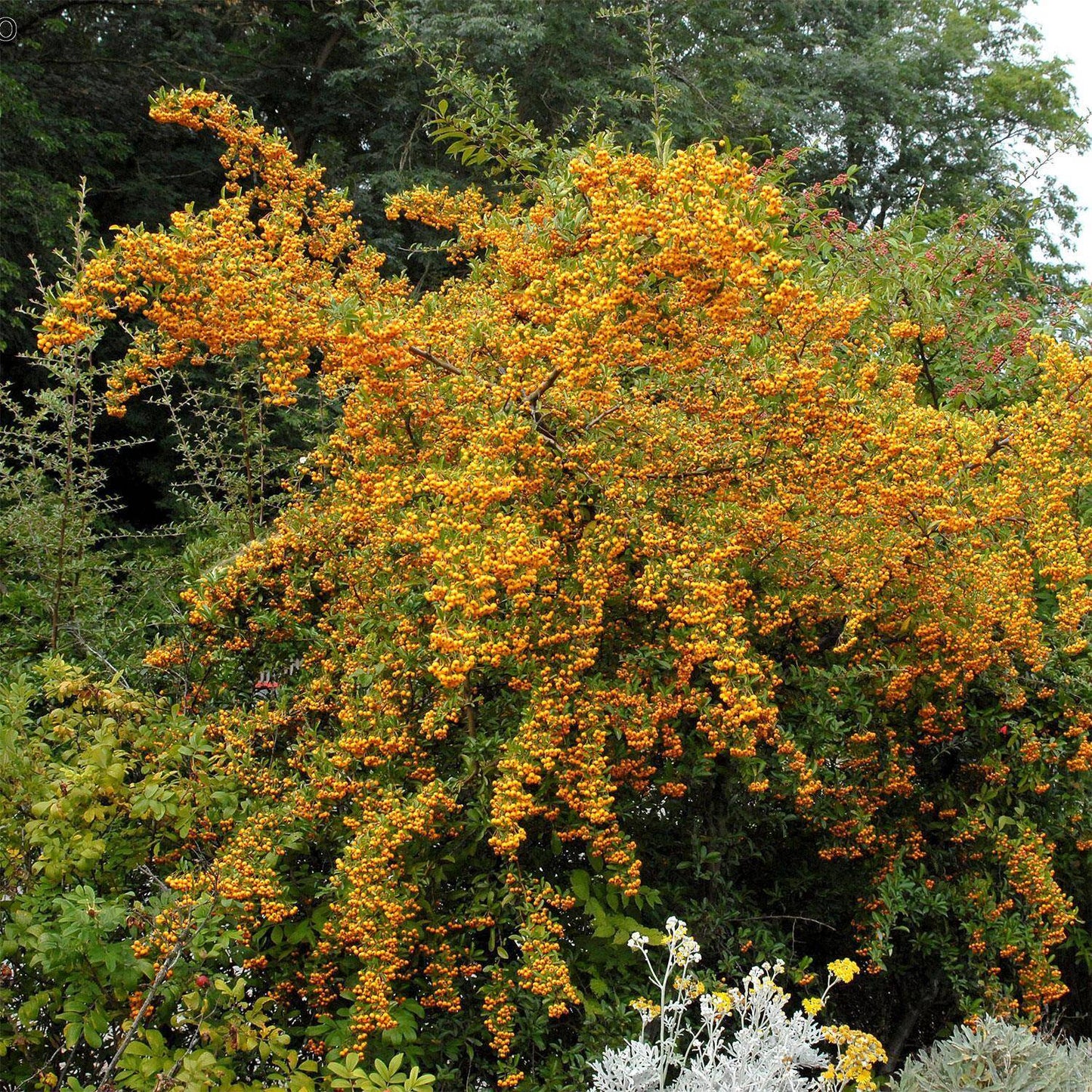 Pyracantha coccinea 'Soleil