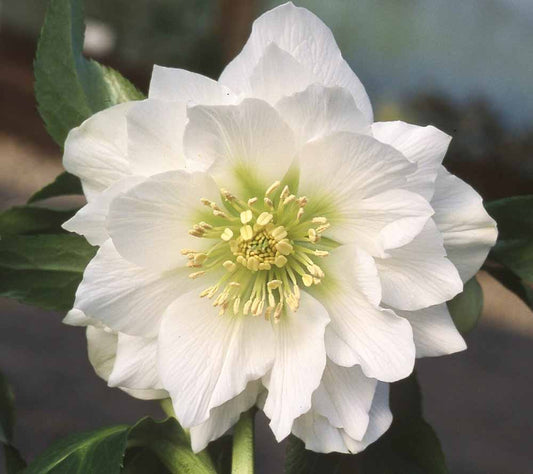 Hellebore orientalis - Helleborus 'Double White (Pure)' - comm. Lenten Rose