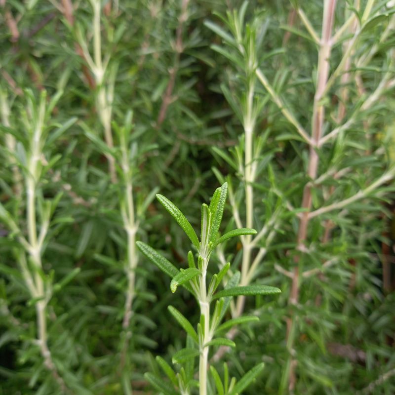 Rosemary - ROSEMARINUS officinalis