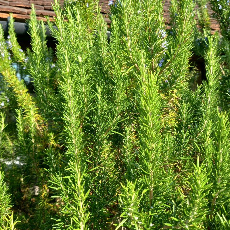 Rosemary - ROSEMARINUS officinalis