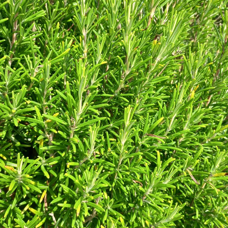 Rosemary - ROSEMARINUS officinalis