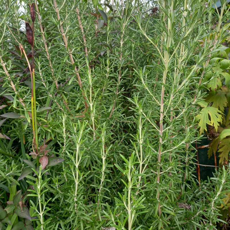 Rosemary - ROSEMARINUS officinalis