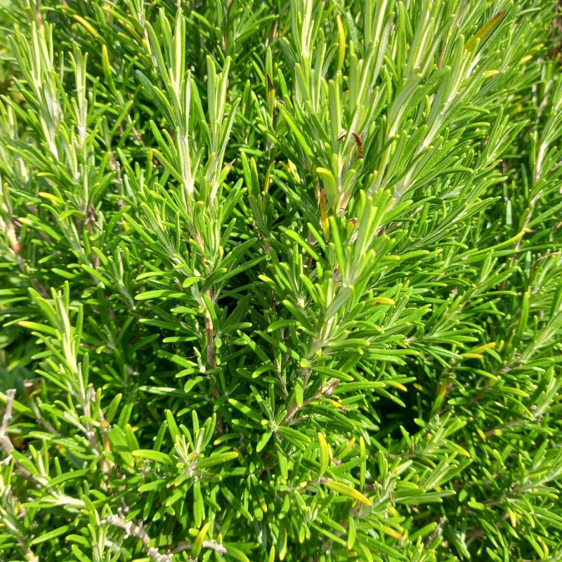 Rosemary - ROSEMARINUS officinalis