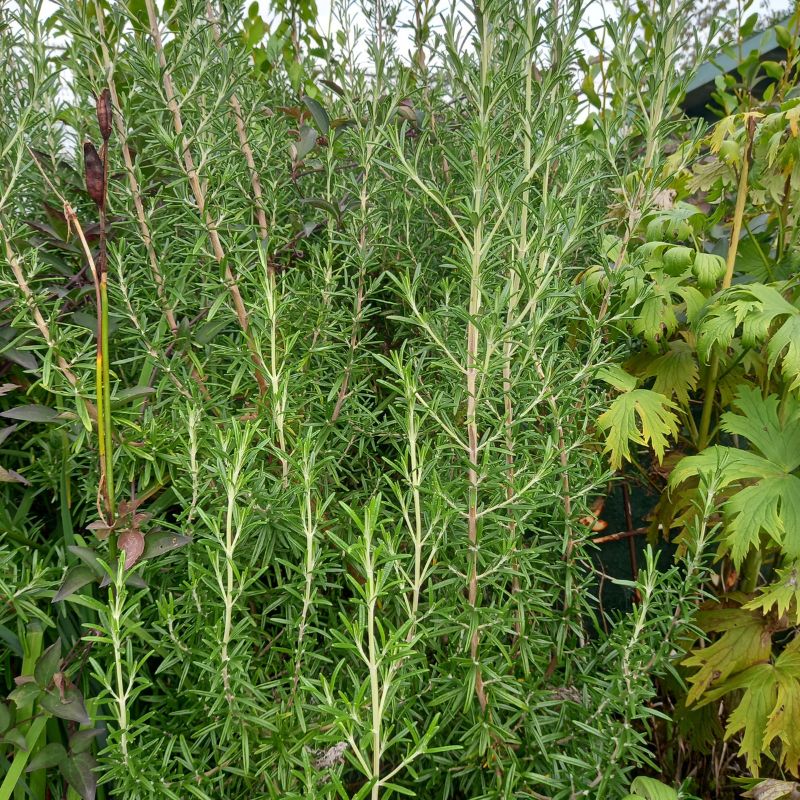 Rosemary - ROSEMARINUS officinalis