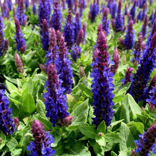 SALVIA nemerosa Synchro Blue - Sage