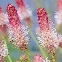 SANGUISORBA officinalis Pink Tanna