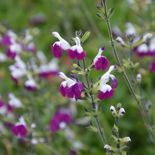 Salvia 'Amethyst Lips'