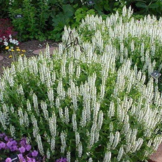 Salvia nemorosa Sensation White, sage- clary 'Sensation White'