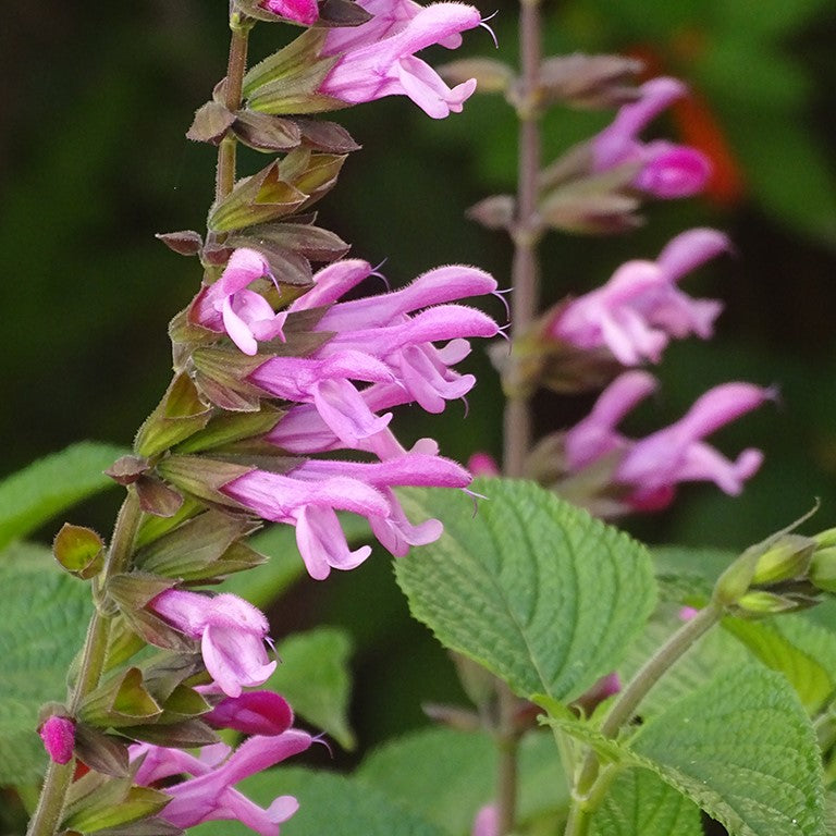 Salvia hyb. 'Pink Amistad'